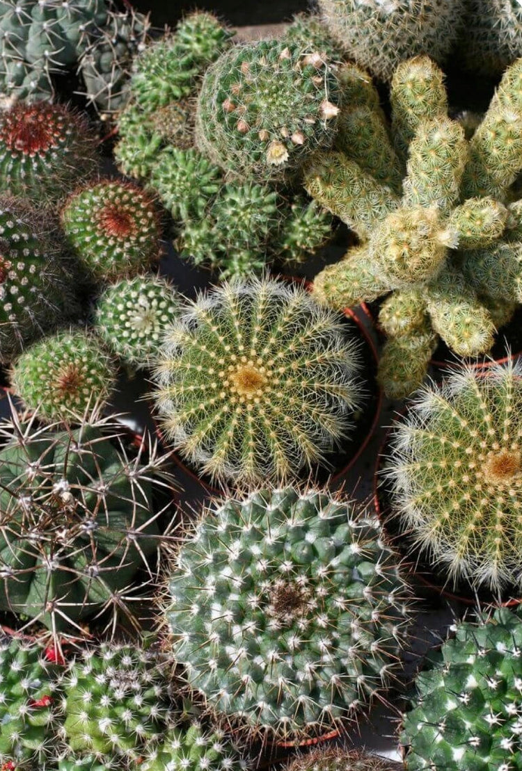 The Cactus Collection