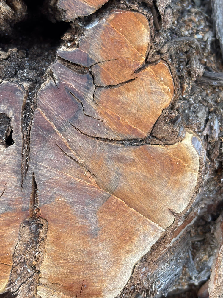 The Roots Collection